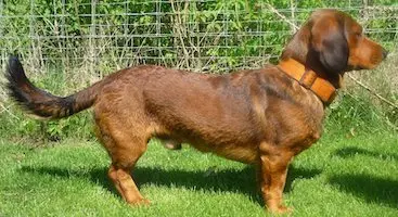 Alpine Dachsbracke